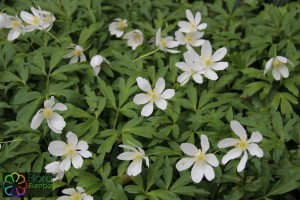 Anemone nemorosa (1)